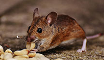 24 Hour & Emergency Exterminators in Littleton, NC